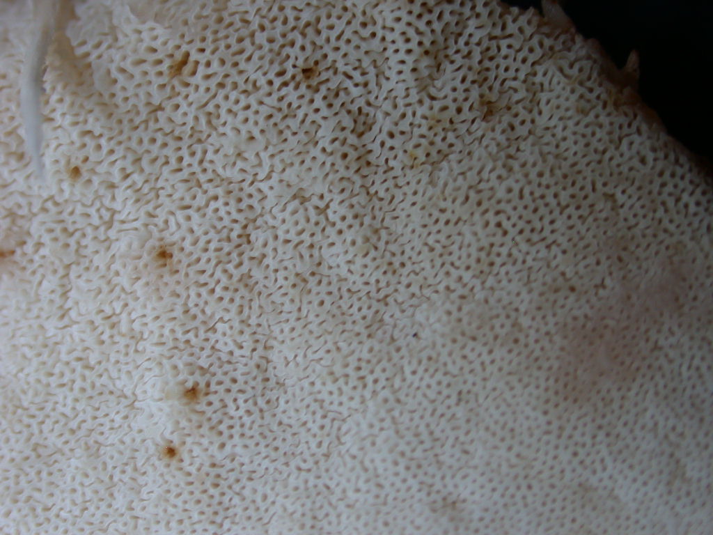 Quiz....Quiz...Quiz.. QUID ???